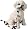 Bichon Frise