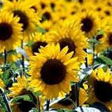 Sunflower - Wild - 1 LB