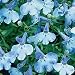 Grow Your Secret Garden Lobelia Seeds
