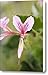 Pink Heart-leaf Geranium Flower Canvas Print / Canvas Art - Artist James Forte