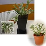 �A�X�v���j�E��[�V�}�I�I�^�j���^��]�F�f�B�A�[�~���[�W���@4���|�b�g