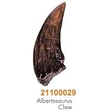 Dino Museum Albertosaurus Claw