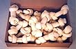 30pcs of 4-5" White Rawhide Knotted Bones