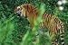 Biology Video: Biology Fieldwork 1