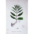 BOTANY PLANTS c1902 WATER HOREHOUND LYCOPUS FLOWERS