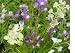 40,000 Baby Snapdragon Flower Seeds with Free Shipping