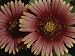 Close-up of a Pair of Indian Blanket Flowers Photographic Poster Print by Brian Gordon Green, 18x24