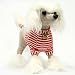 Fuzzy Nation Chinese Crested Dog Handbag-Bags with a Bite Puppy Purse Edition