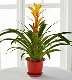 The Better Homes and Gardens Summer Escape Bromeliad Plant