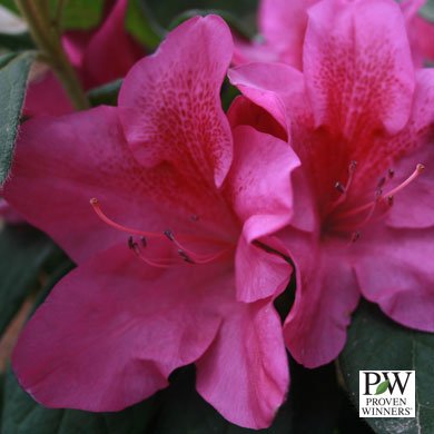Lavender Bloom-A-Thon® Everblooming Azalea - Everblooming - Proven Winners Lavender Bloom-A-Thon® Everblooming Azalea - Everblooming - Proven Winners