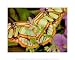 Malachite Butterfly Poster (10.00 x 8.00)