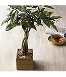 braided money tree