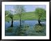 Marshy area near the Lejre open-air museum Photographers Framed Art Poster Print by Sisse Brimberg, 49x39