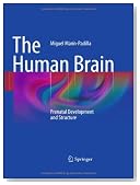 The Human Brain: Prenatal Development and Structure