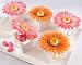 kateaspen Daisy Delight Gerbera Daisy Favor Box, Hot pink