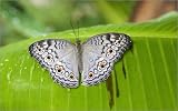 canvas Gray pansy (Junonia atlites atlites) butterfly sitting on banana leaf. in size: 30 x 20 cm...