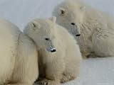Two Polar Bear Cubs Huddle Behind Their Mother Animals Photographic Poster Print by Norbert Rosing, 40x30