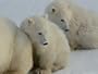 Two Polar Bear Cubs Huddle Behind Their Mother Animals Photographic Poster Print by Norbert Rosing, 40x30