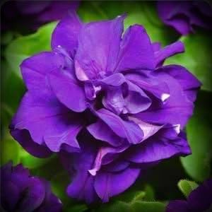 Double Madness Blue Petunia Seed Pack, 100 Seeds