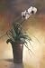 T.c. Chiu - Flowering Orchid I Size 24x36 Art Poster PRINT T.C. Chiu 24x36