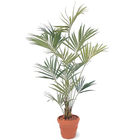 【人工植物】ニューケンチャヤシ　2.1m