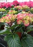 Amazon / Hirts: Hydrangea: Abracadabra Orb Hydrangea Perennial - Peach & Green - Proven Winners