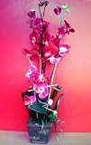 Japanese Flower Arrangement