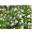 Virginia Stock Flower Seeds - 8,000 Flower Seeds in Each Packet with Free Shipping