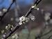 Beautiful Blooming Buds and Flowers Sprouting on a Branch Photographic Poster Print, 16x12
