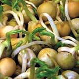 Snow Peas Sprouting Seeds - 300 seeds - Sweet Taste - B00103AFE2