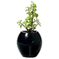 Grobal Baby Self-Watering Flower Pot - Jet Black