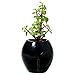 Grobal Baby Self-Watering Flower Pot - Jet Black