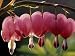 Bleeding Hearts (Dicentra Spectabilis) Photographic Poster Print by Rudi Von Briel, 24x32