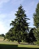 Eigenschaften tropical.garden  / Riesentanne - Abies grandis 30K