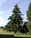 Riesentanne - Abies grandis 30K