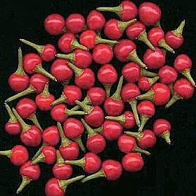 Growing pepper