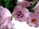 ���g���V���o�[�@�y�����T�L�z�@30�{�@���X�v���[�o���̉ԑ����@