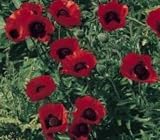 41oEbXxg3bL. SL160  Oriental Poppy Seeds
