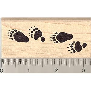 Animal Tracks
