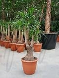 Eigenschaften Terrapalme  / Beaucarnea recurvata - Elefantenfuß,Flaschenbaum Topfbreite 25 cm / Pflanzenhöhe 95 cm mit Topf / Verzweigt