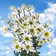 Pom Poms White Daisy 36 Flowers