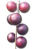 Camu Camu Mega-C