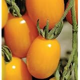 Davids Yellow Hybrid Grape Tomato Golden Sweet  Solanum lycopersicum  15 Seeds per Pa