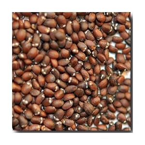 Catnip Herb Garden Seed