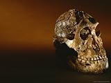 Two-Million-Year-Old Hominid Skull of Australopithecus Robustus Photographic Poster Print by Kenneth Garrett, 24x18