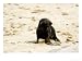 Cape Fur Seal, Pup, Skeleton Coast, Namibia Photographic Poster Print by Ariadne Van Zandbergen, 32x24