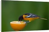 Canvas Prints of Northern Oriole - Male feeding on half an orange at a feeder, May from Ardea Wildlife Pets