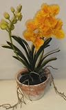 Review Silk Plants Plus  / Potted Large Vanda Orchid (Gold Sunrise)