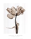 IMAGE OF Parrot Tulips I Art Poster PRINT Steven N. Meyers 14x18