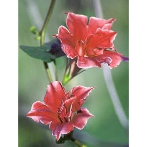 Picotee Red Morning Glory 15 Seeds 41oHuKZ KoL. SL500 AA300 Picotee Red Morning Glory 15 Seeds